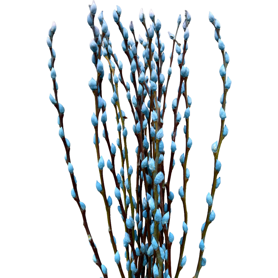 Pussy Willow Caprea Licht Blauw 90cm, Holex