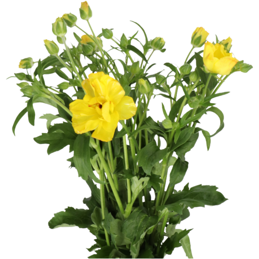 Ranunculus Butterfly Yellow gr