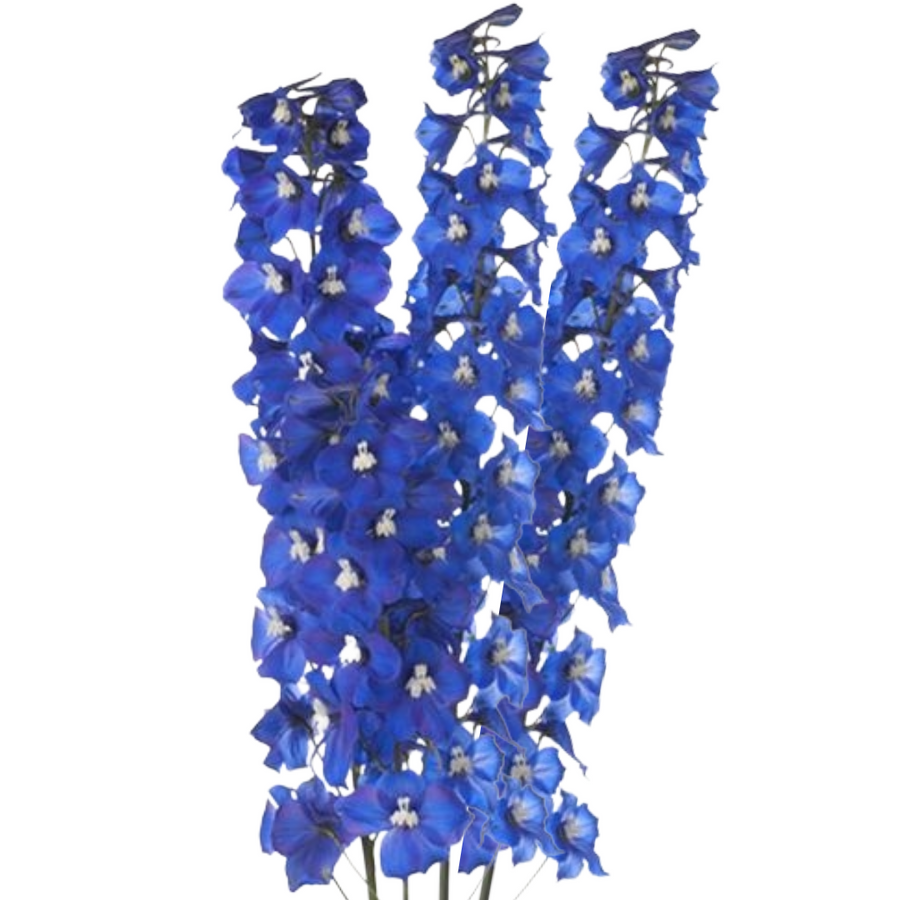 Delph Electric Blue  White ctr