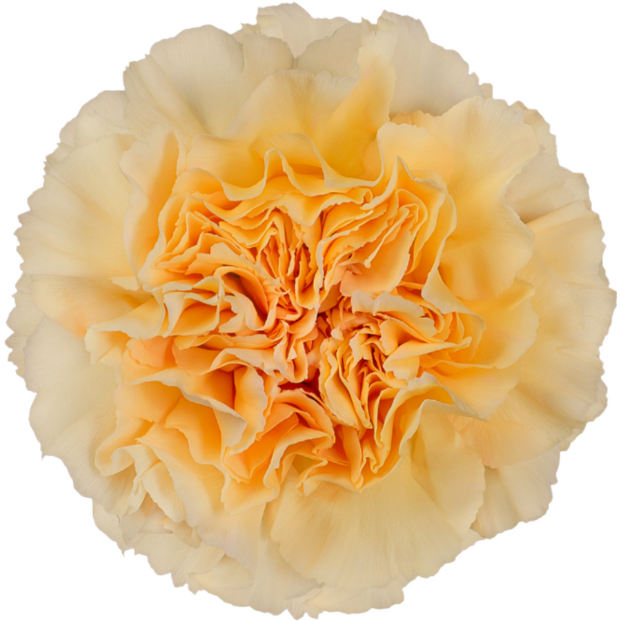 Carnation Select Crimea Gold, Sole