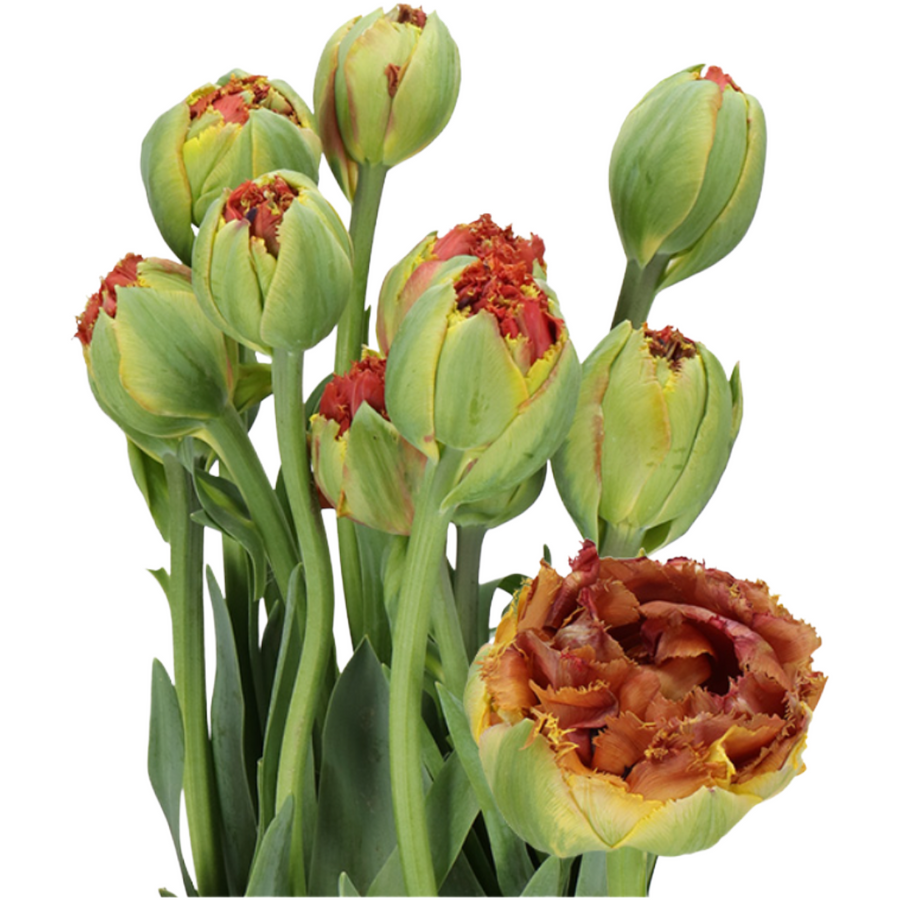 Tulip French Dbl Bruno holl