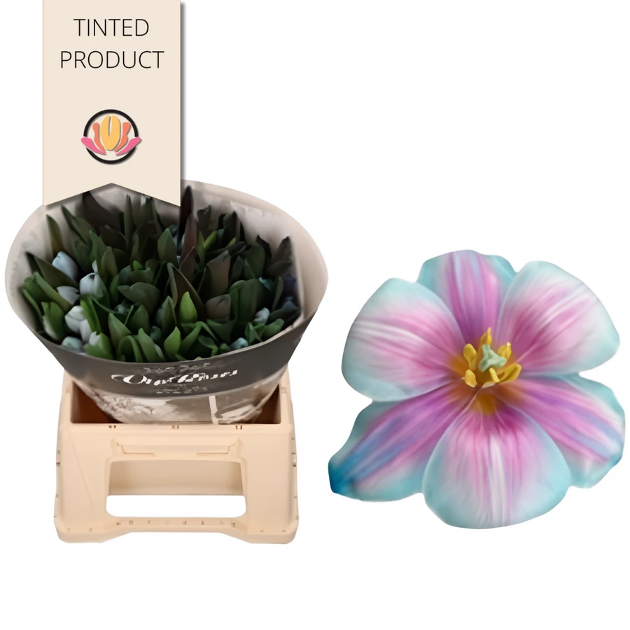 TulipDyed Candy Crush holl