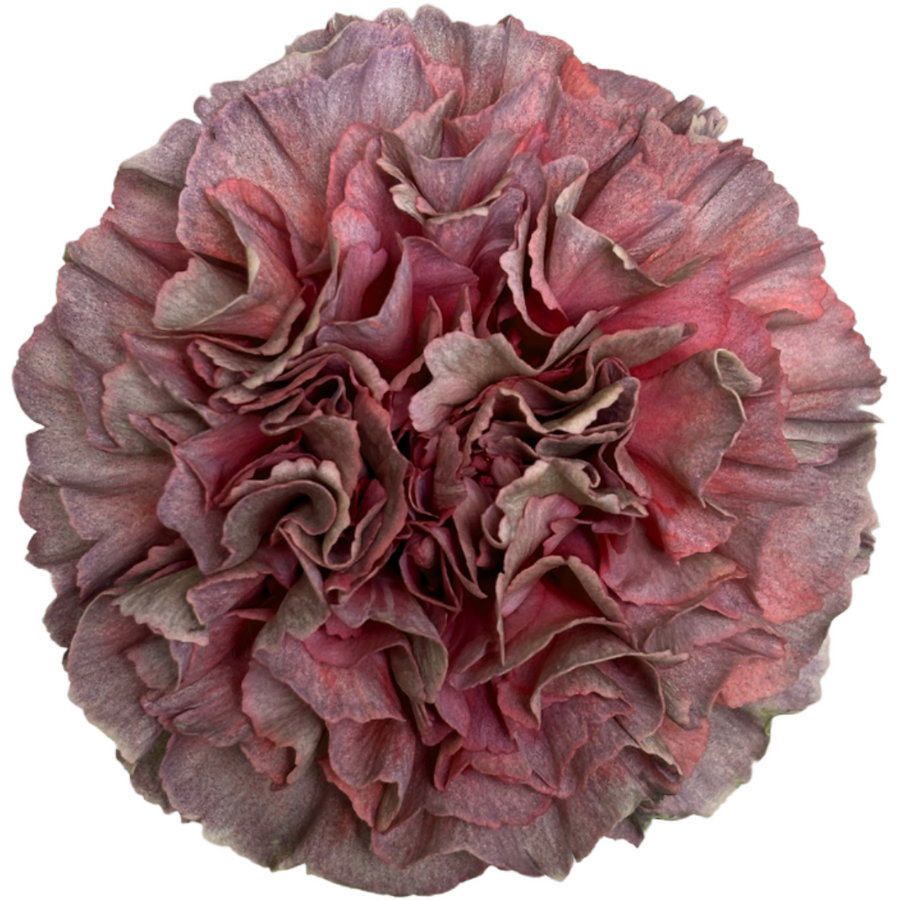 Carnation Select Thrill Opium, Choice