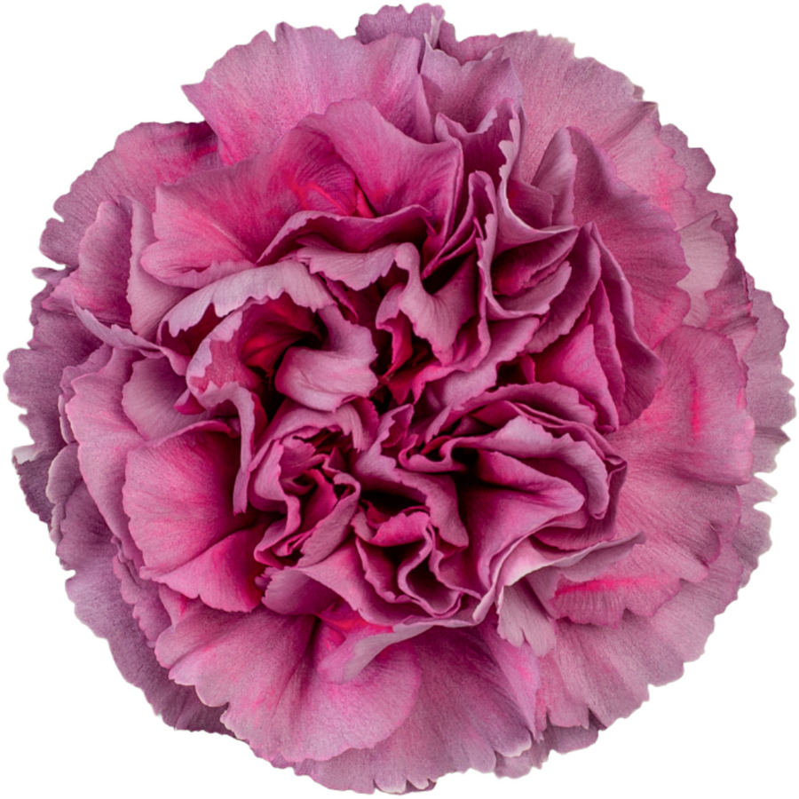 Carnation Select Thrill Wild,Choice