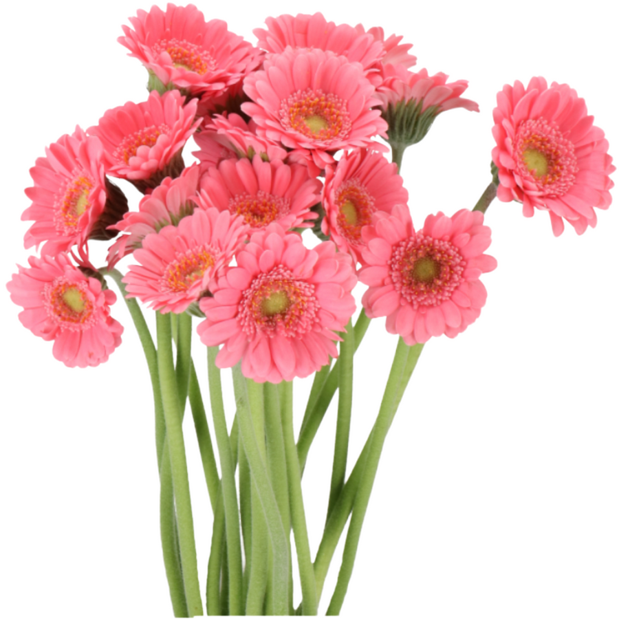 Germini Piccolini Blush holl20