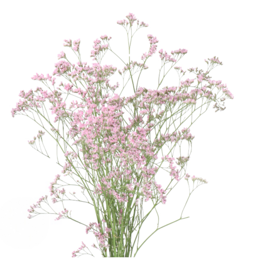 Limonium Safora Pink holl(5st)