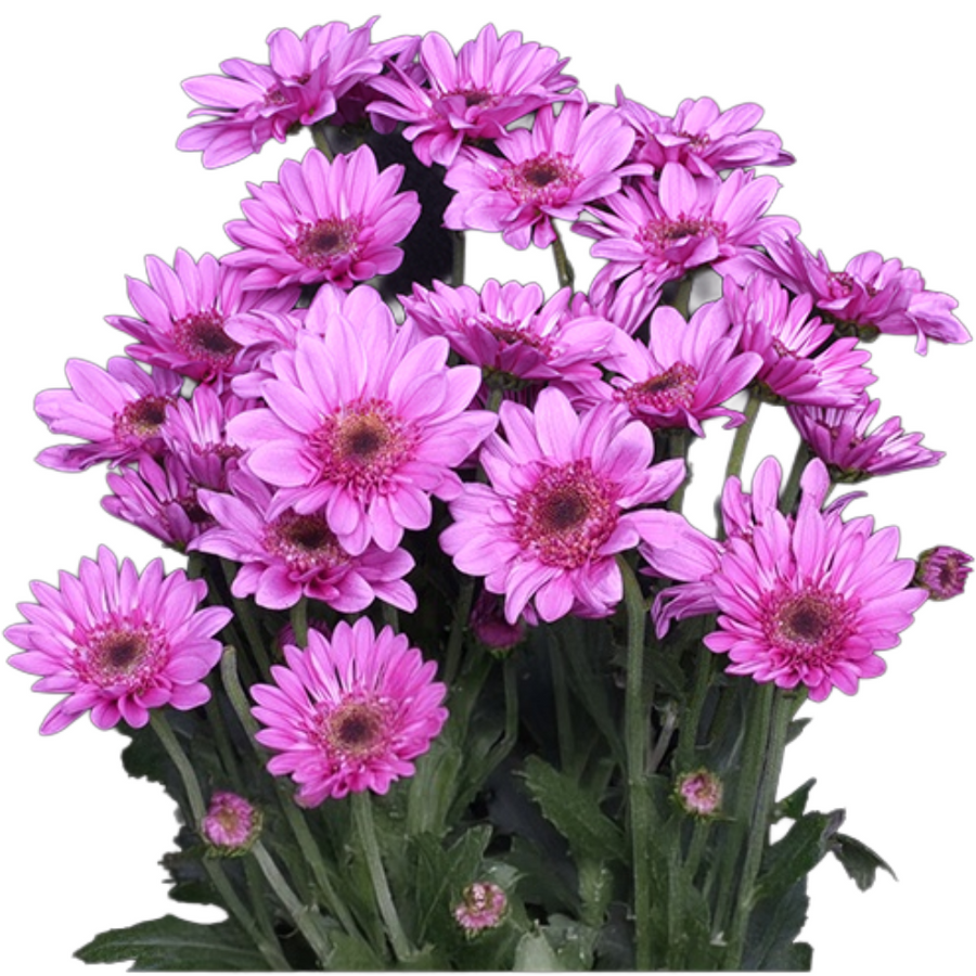 Pom Novelty Amaze, Sole