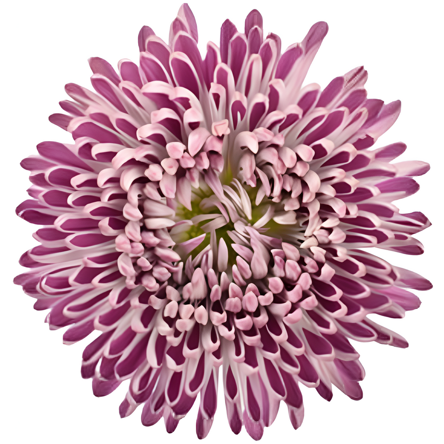 Mum Cremon Couture, Holex