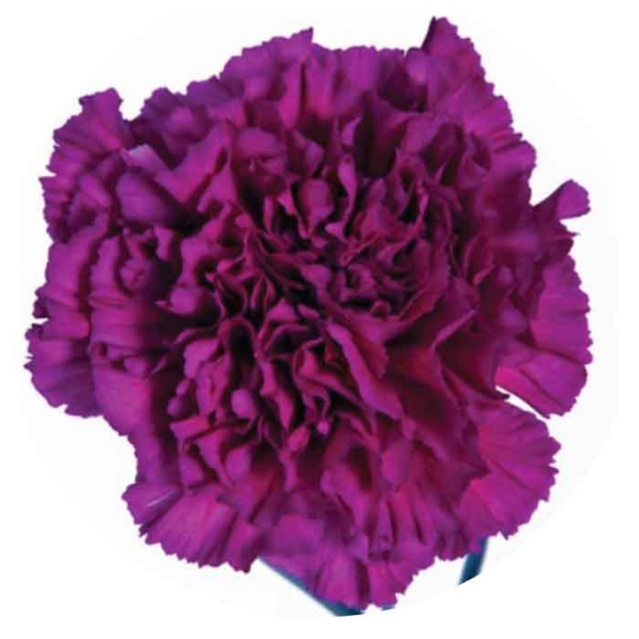 Carnation Select Golem, Sole