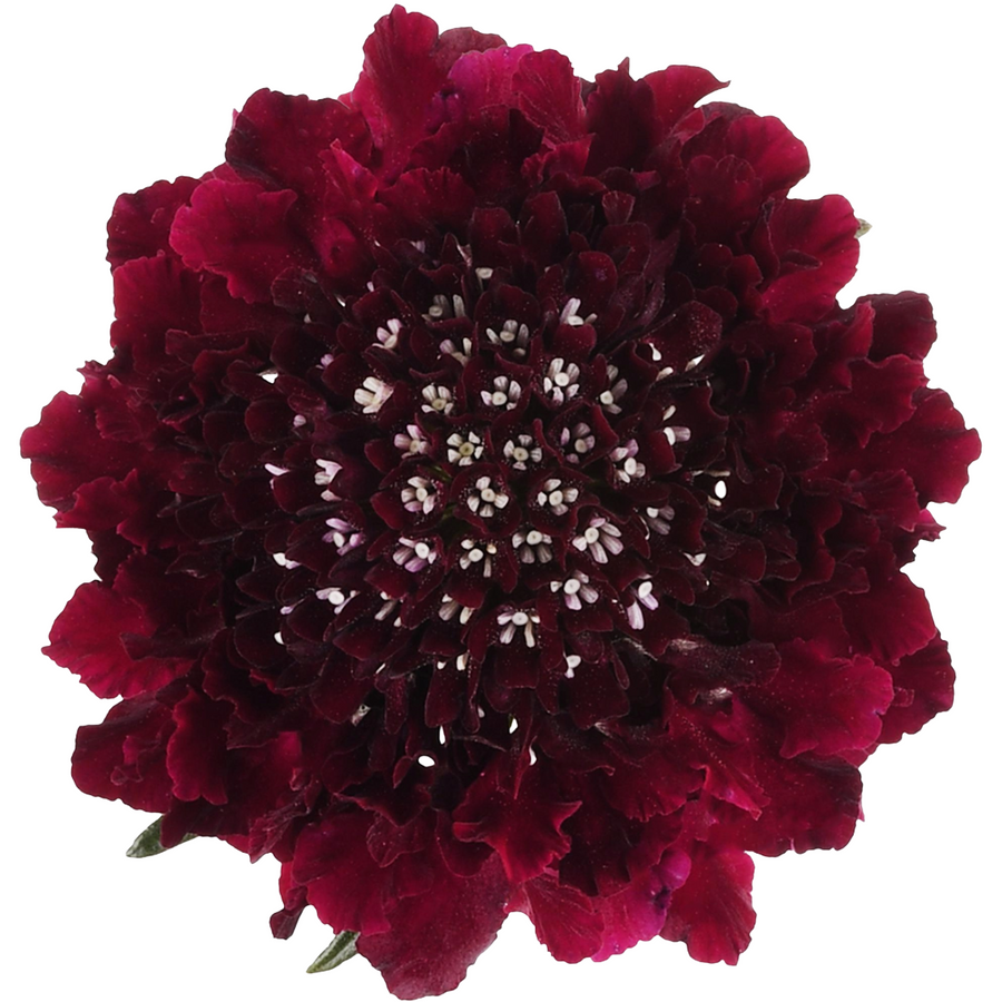 Scabiosa Burgundy 70cm, Esmeralda