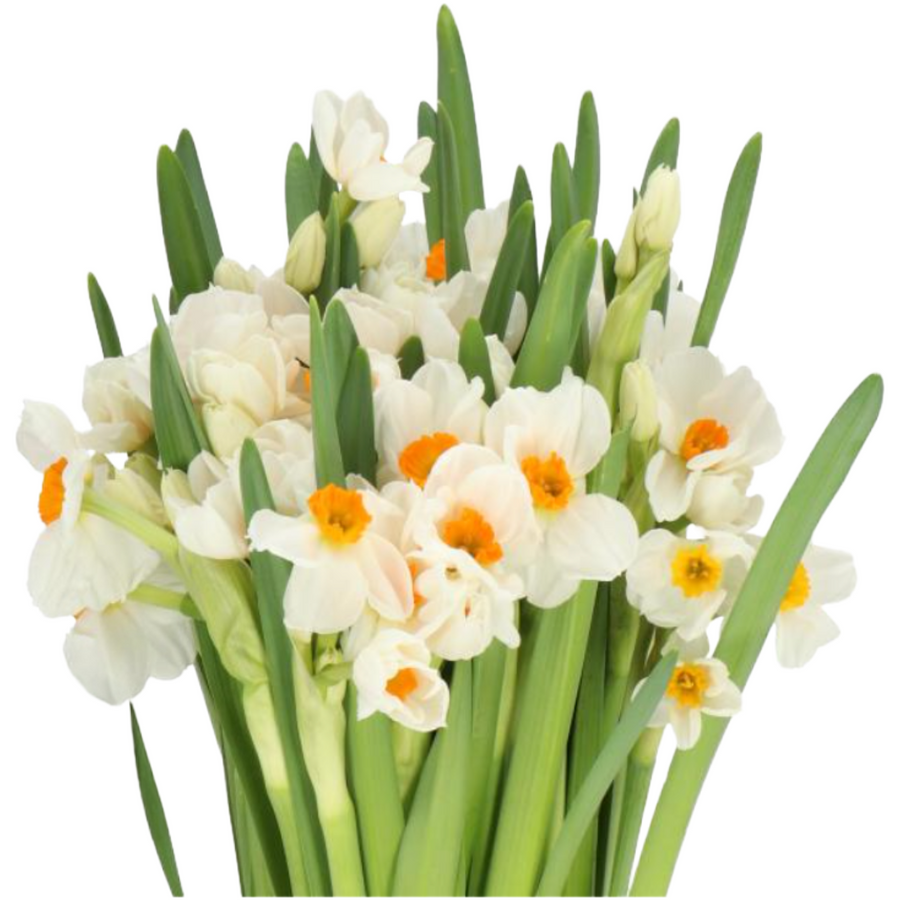 Daffodil - Geranium, Holex