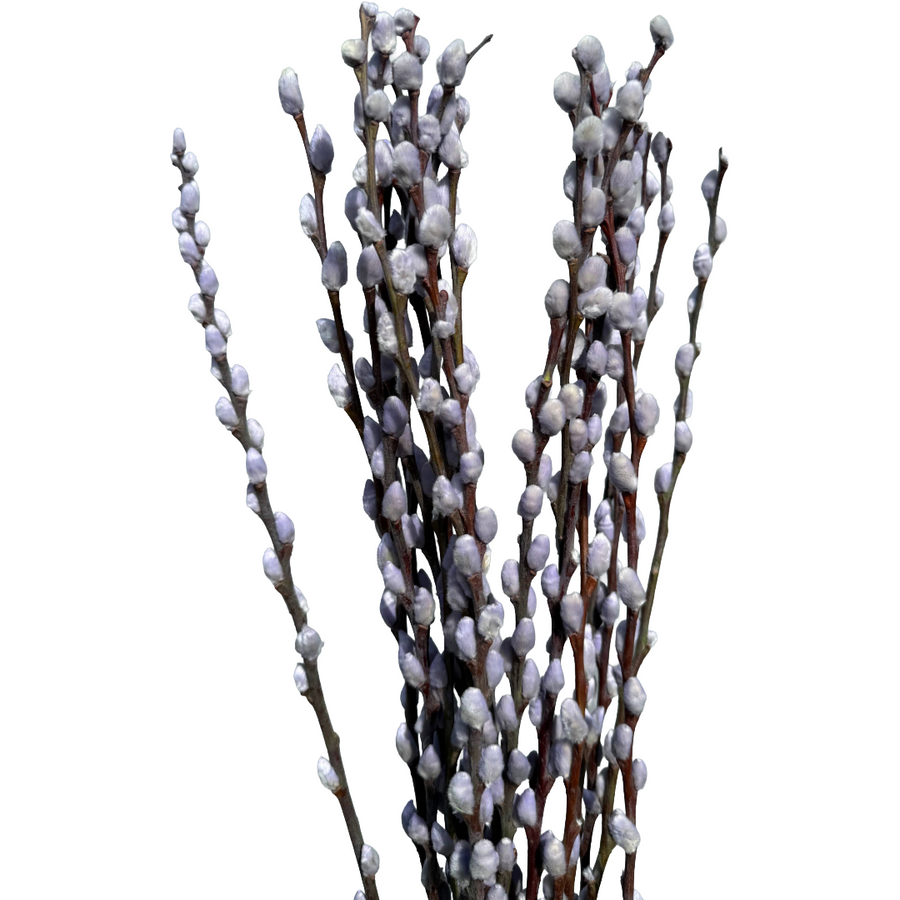 PWillow  Dyed Sky Blue, Hol