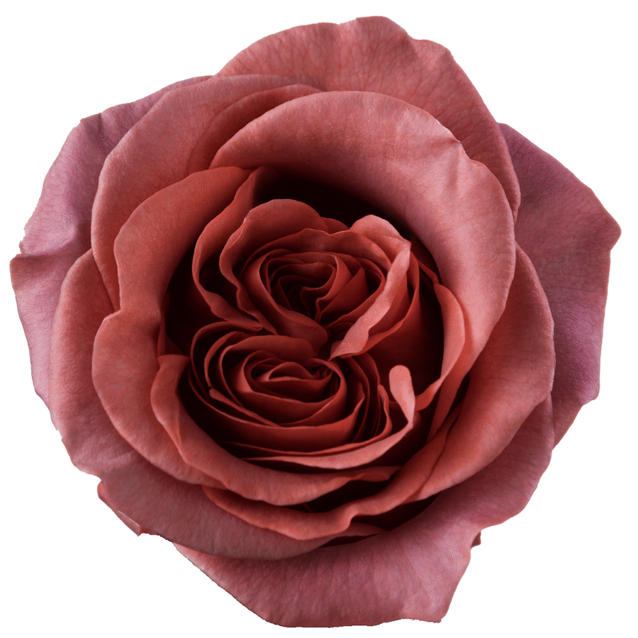 Rose Razzmatazz 40cm RP