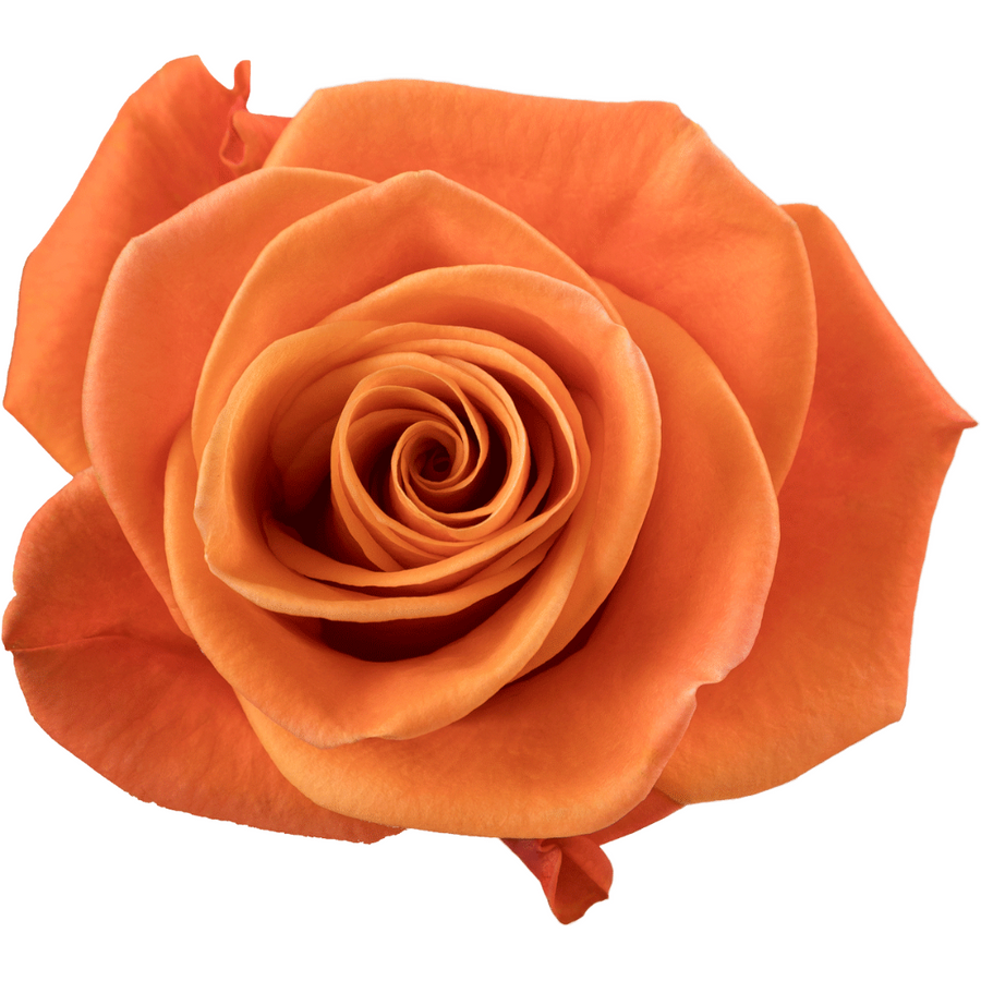 Rose Carnelian 60cm rprima