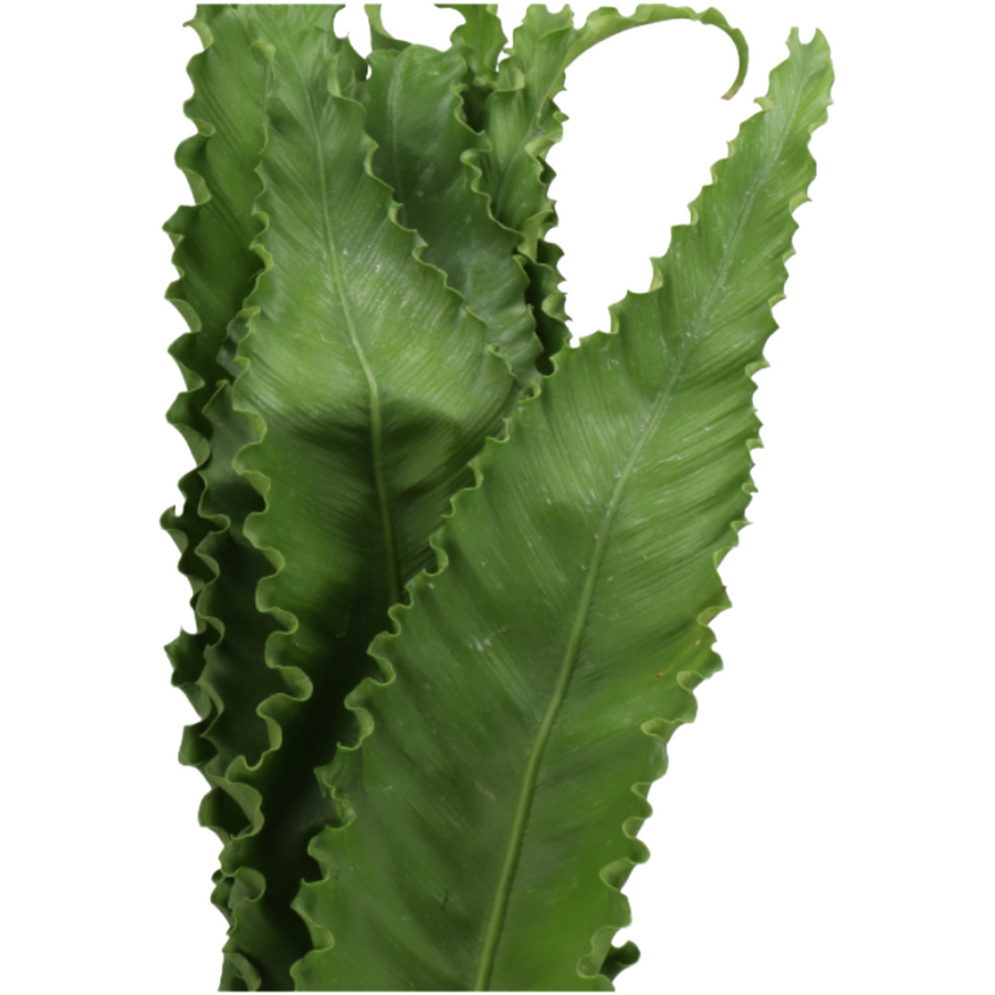 Asplenium Osaka Holl