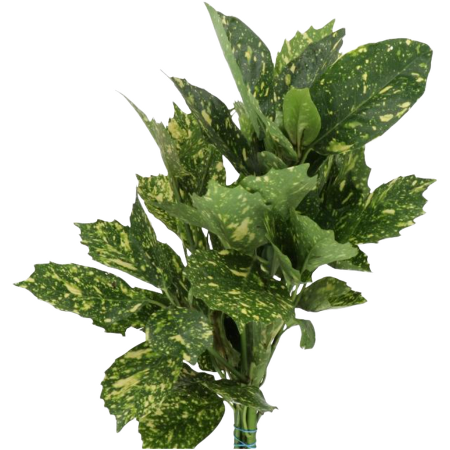 Aucuba Japonica Holl