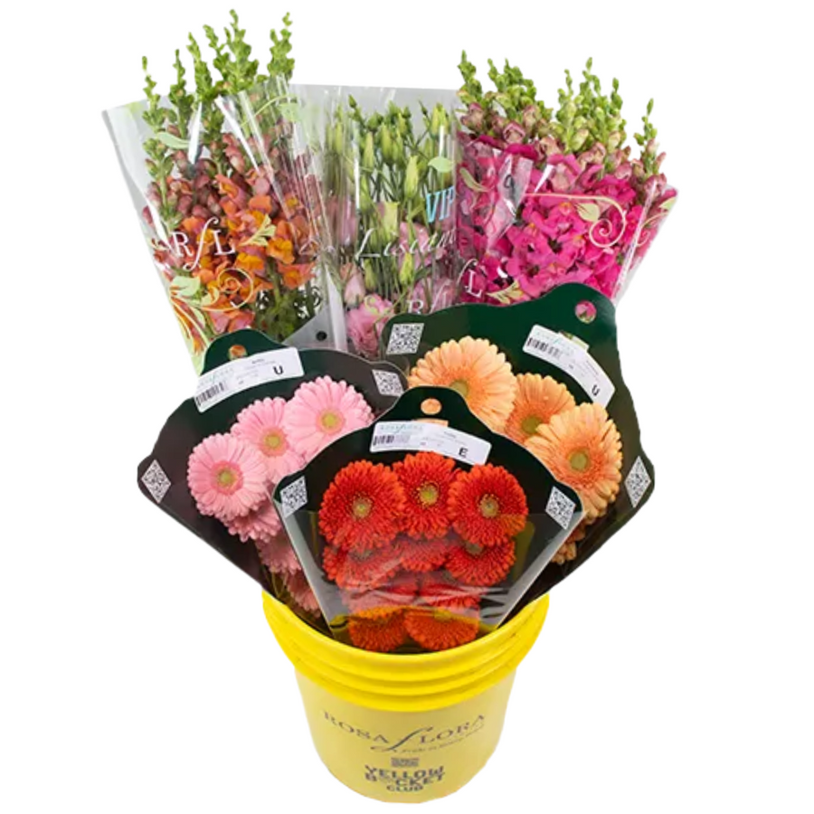 A FruitBasket asst pail x6 rf