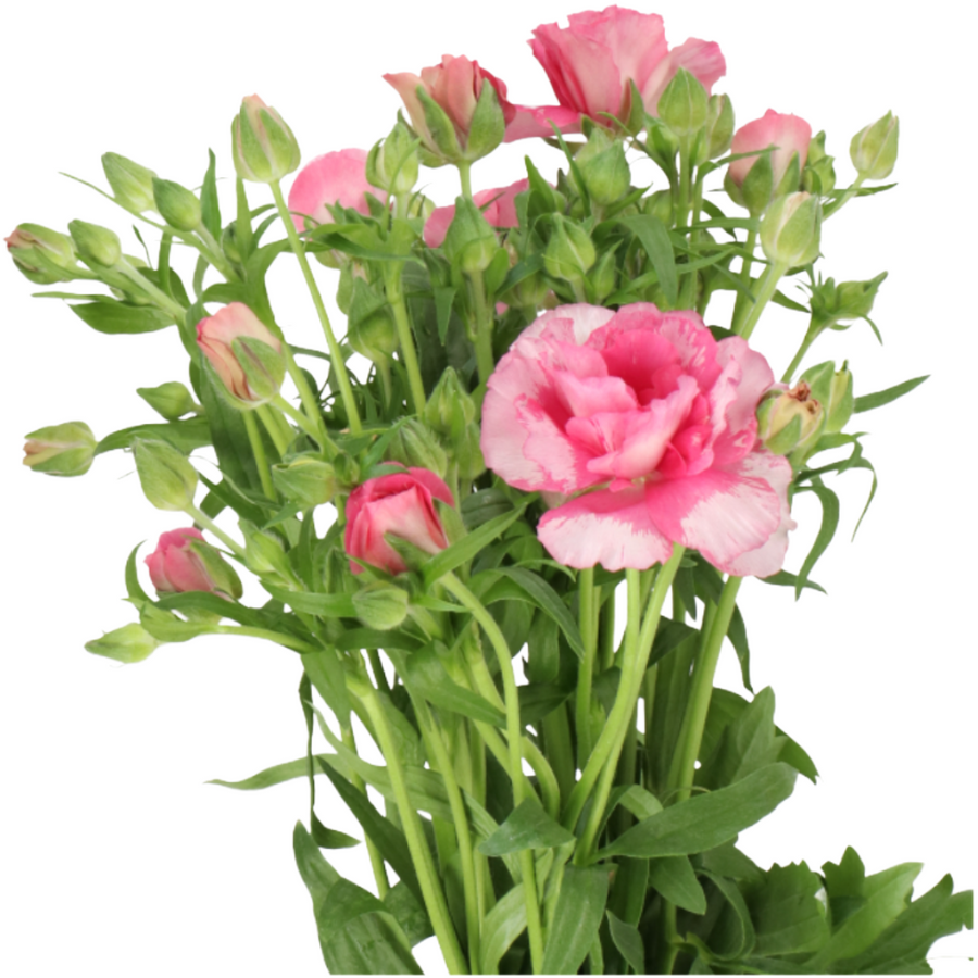 Ranunculus Butterfly Jupiter h