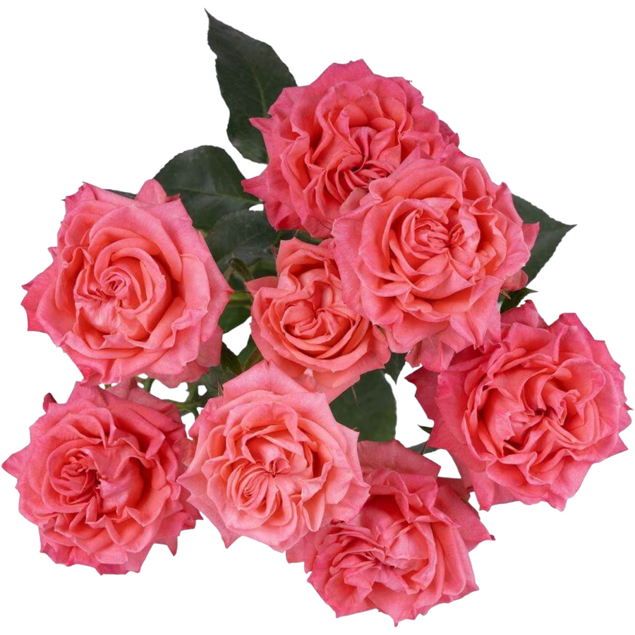 Rosespray Fib. Nautilus Esmera