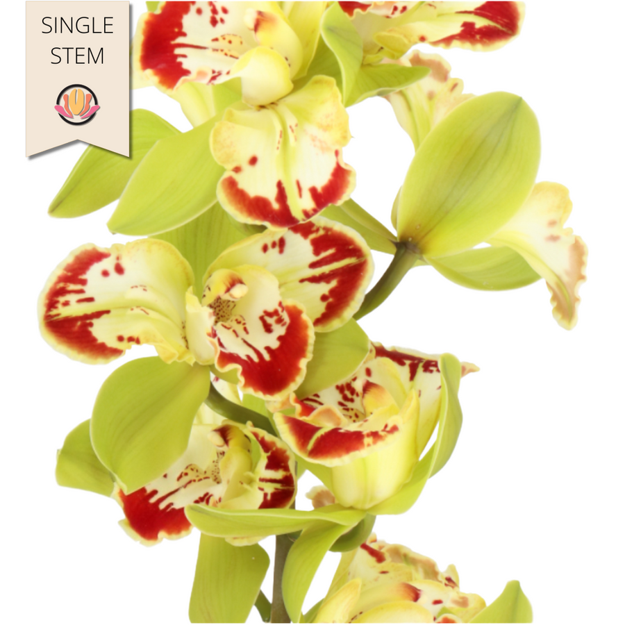 Cymbidium Tessa Maria holl stem