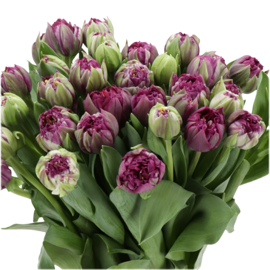 Tulip Dbl Dk Purple holl