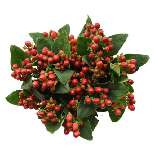 Hypericum Red Spray 60cm F.c.
