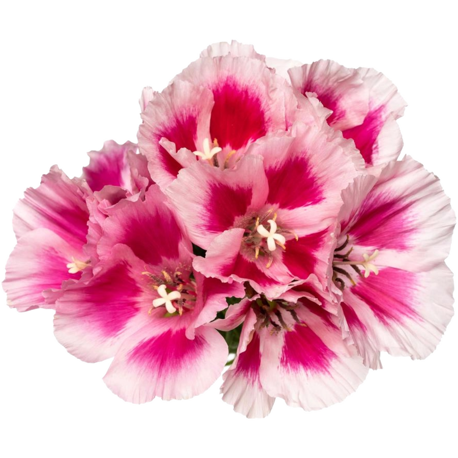 Godetia Rose esmeralda supx