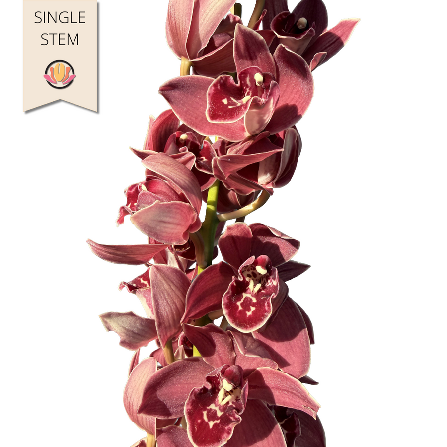 Cymbidium Mini Last Dance holl