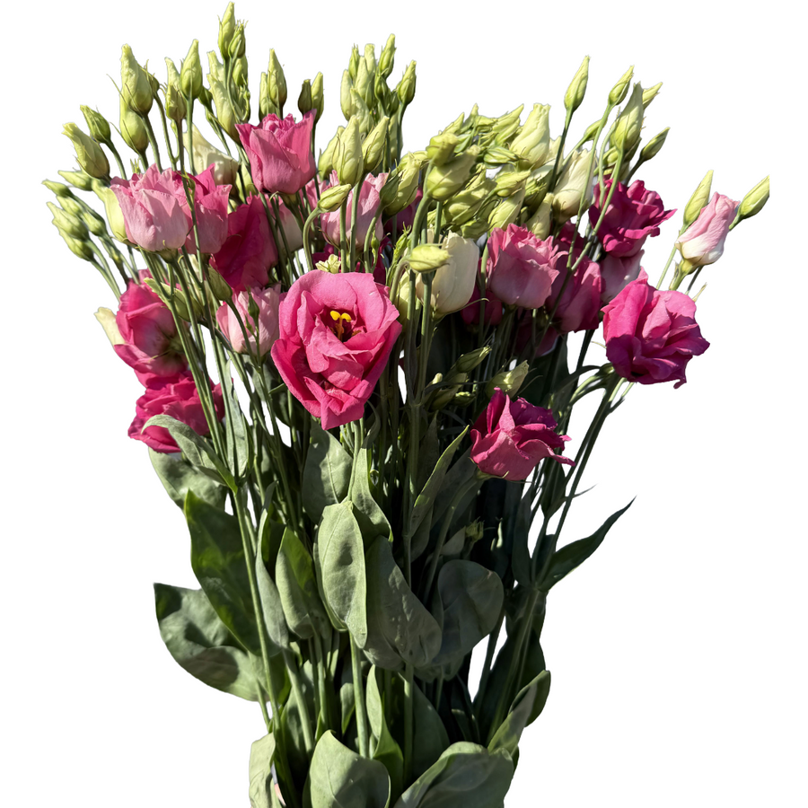 Lisianthus Magenta holl
