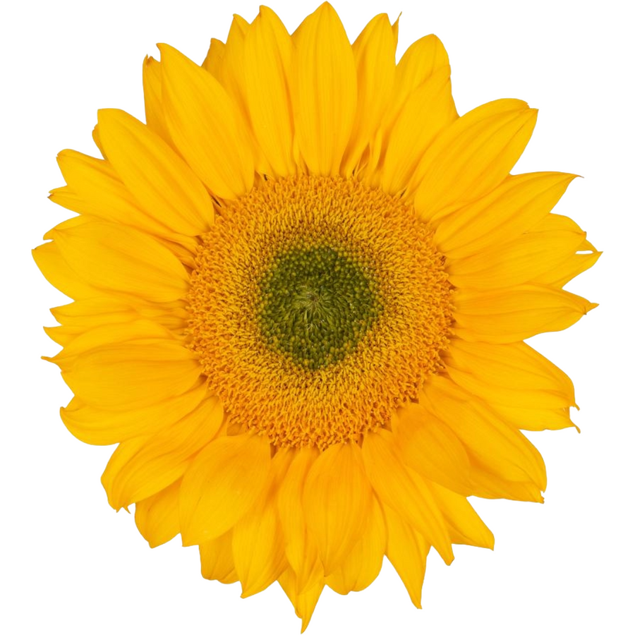 Suns Vincent Fresh Jumbo esmer