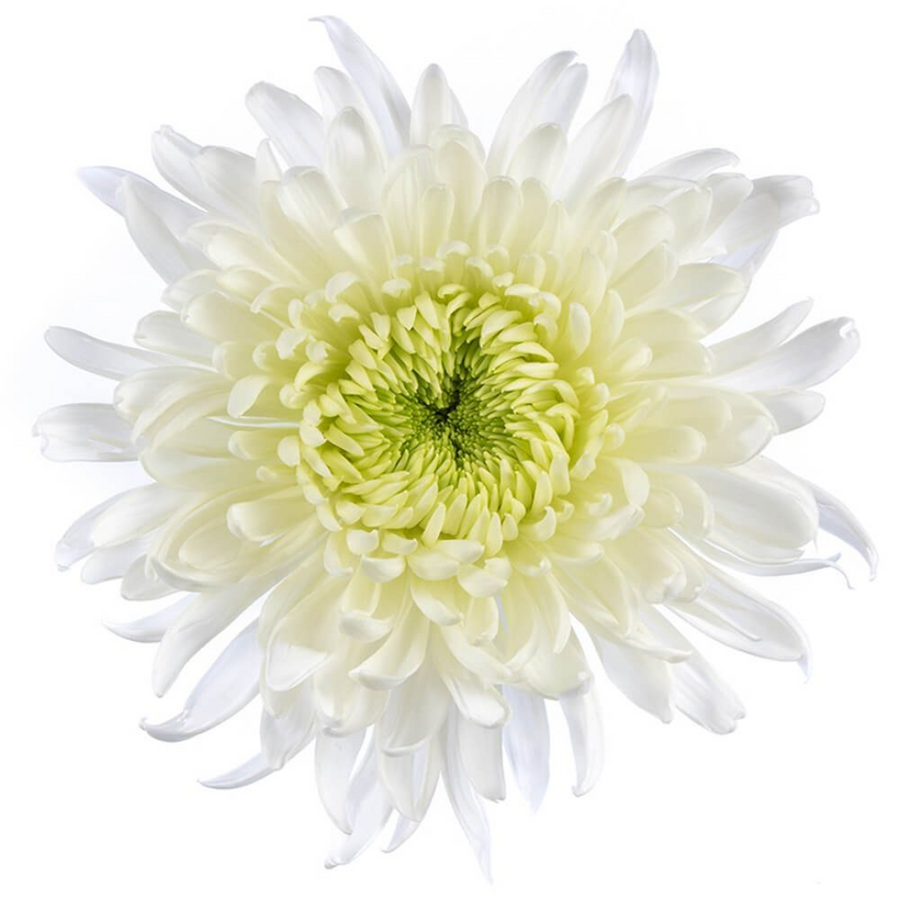 Mum Disbud Magnum(5stm) Bmark