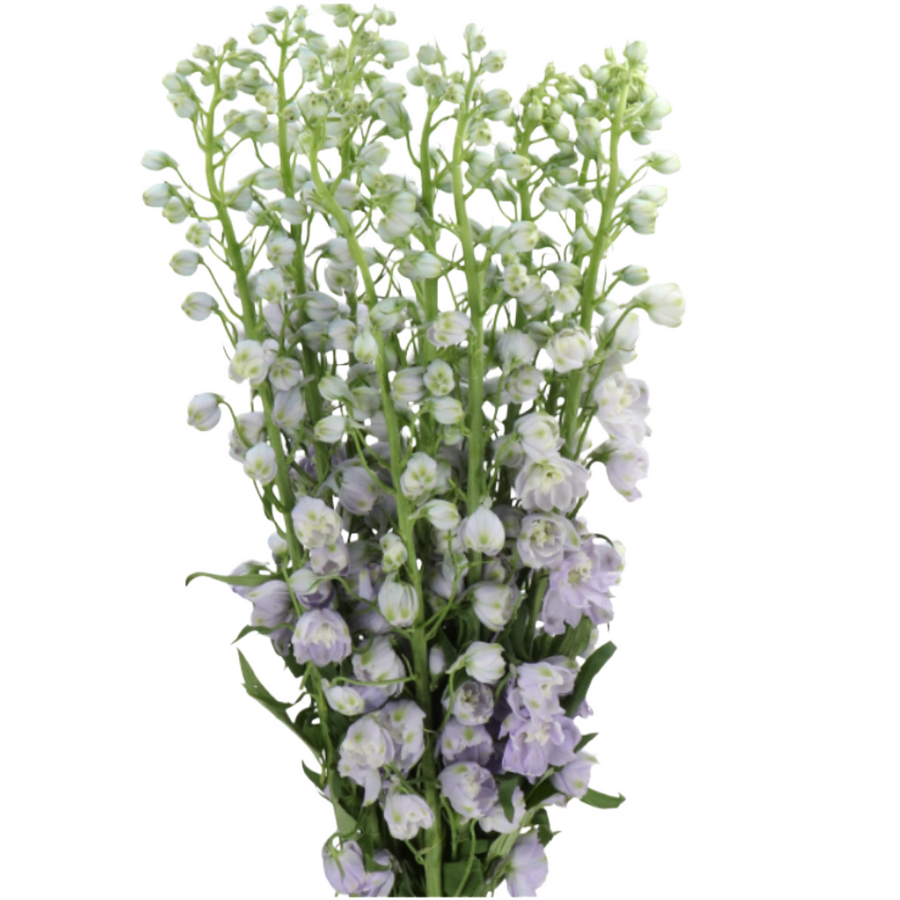 Delph Elatum Dbl Triton Lavend