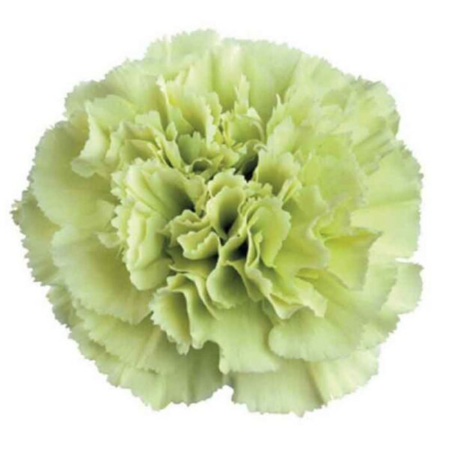 Carn Fcy. Nat.Green SOLE