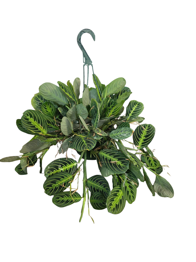 8" Maranta Lemon Lime HB