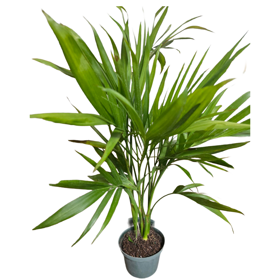 6" Palms Cat