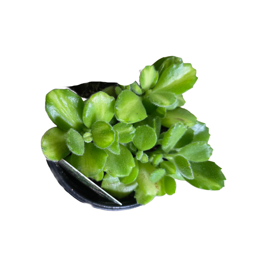 4" Cotyledon Bear Paw