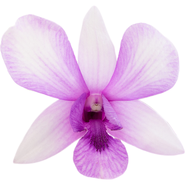 Dendro Hybrid Yupadeewan bu