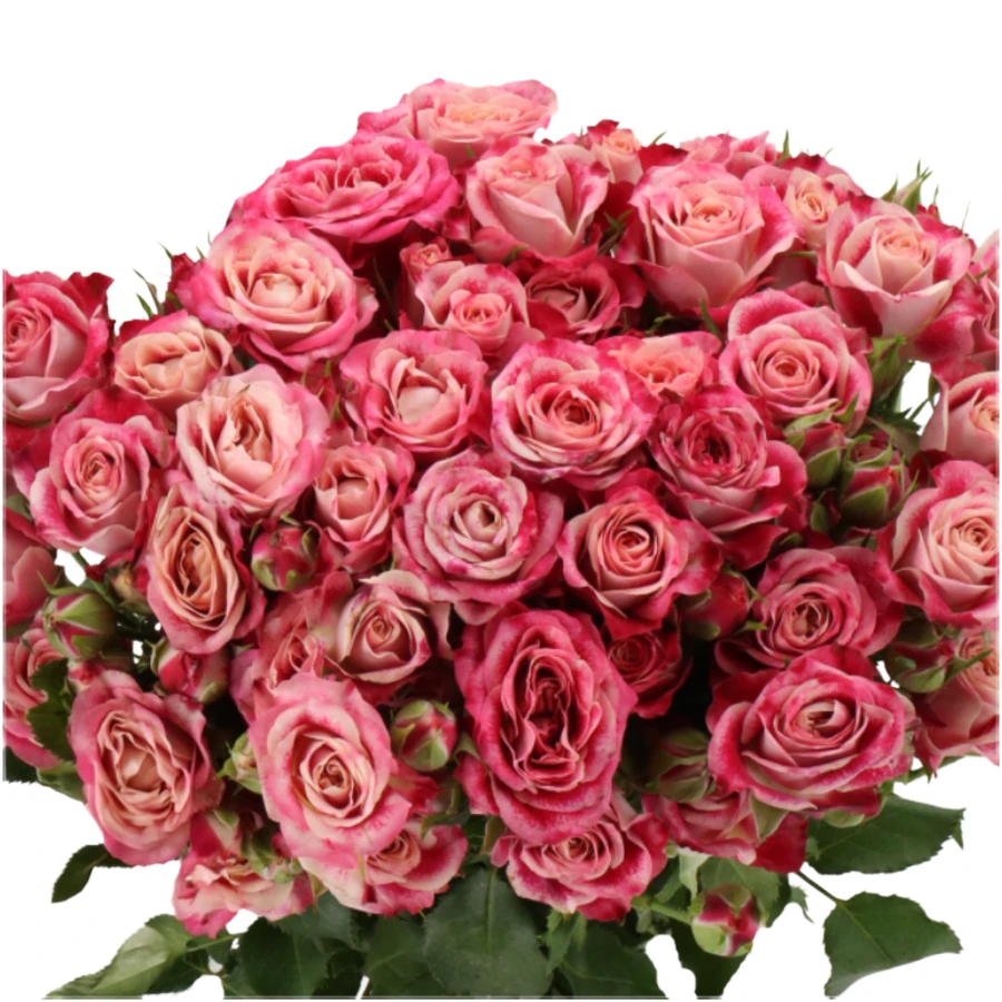 RoseSpray Flinders Lane holl