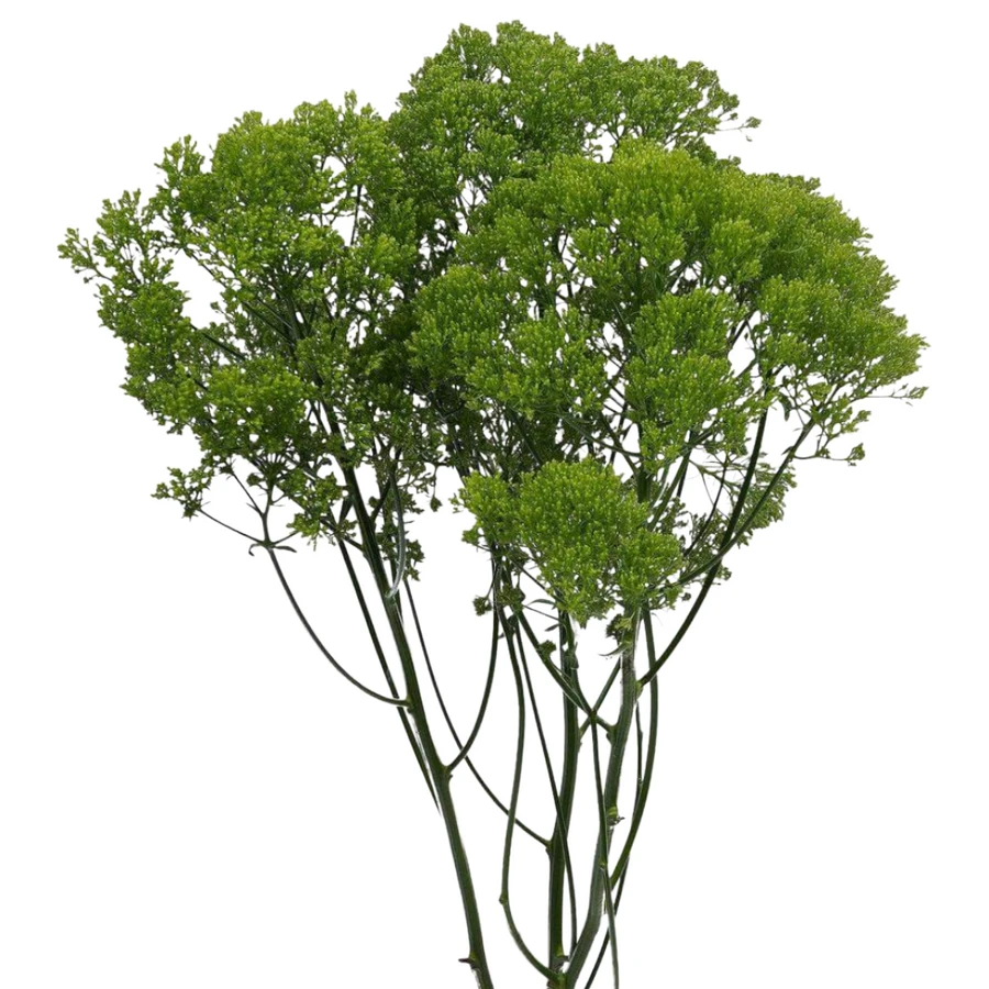 Trachelium Jade Xtr Esmeralda