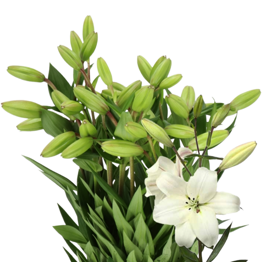 Lily La Litouwen holl.(white)