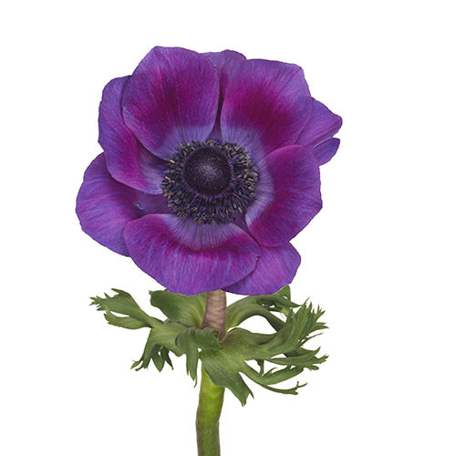 Anemonie Purple rprima