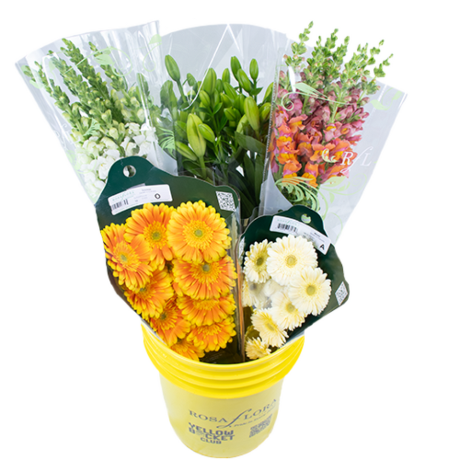 A FlowerPlanet Asst Pail x6 RF