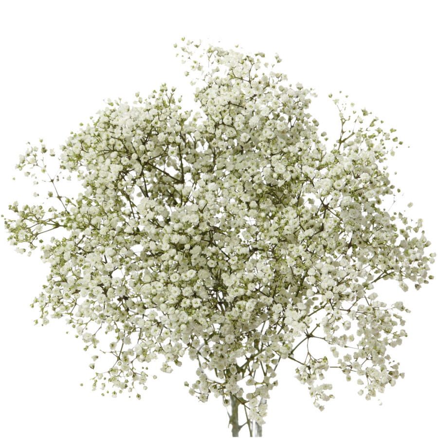 Baby'sBreath Million Star rio