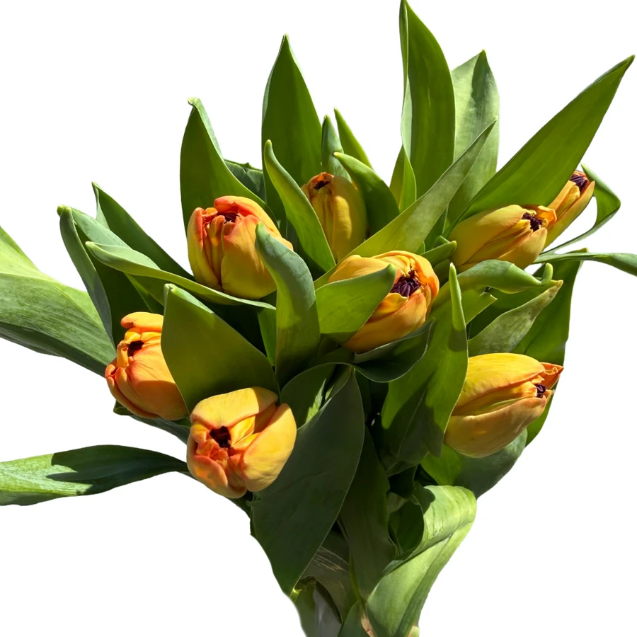 Tulip Dbl Passionfruit holl