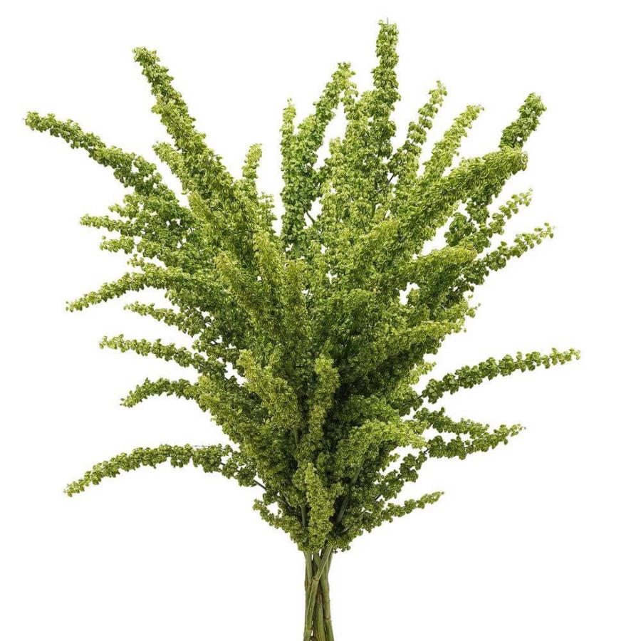 Rumex Unicorn esmeralda(5st)