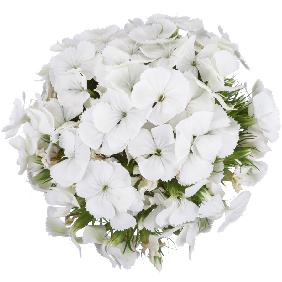 Dianthus Ball White golden