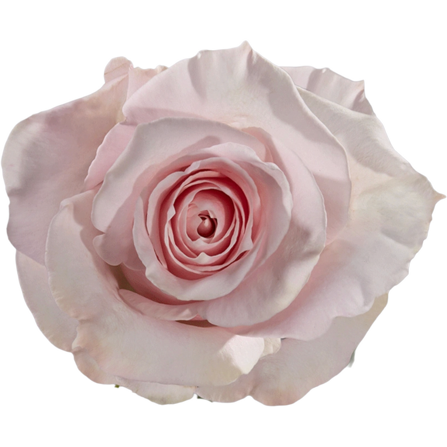 Rose Sweet Bliss 50cm Tessa