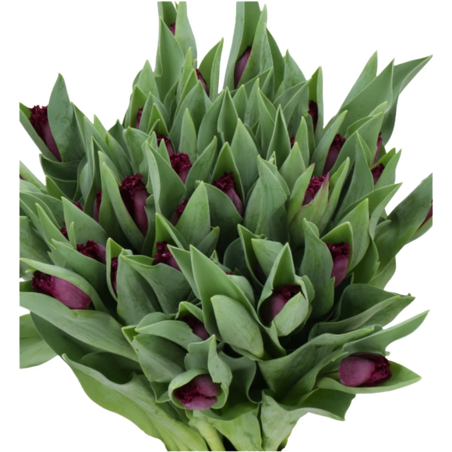 Tulip Frill San George holl