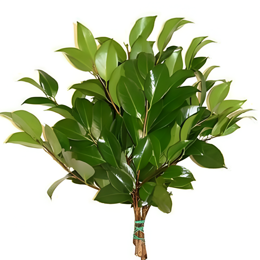 Camelia Foliage us greens