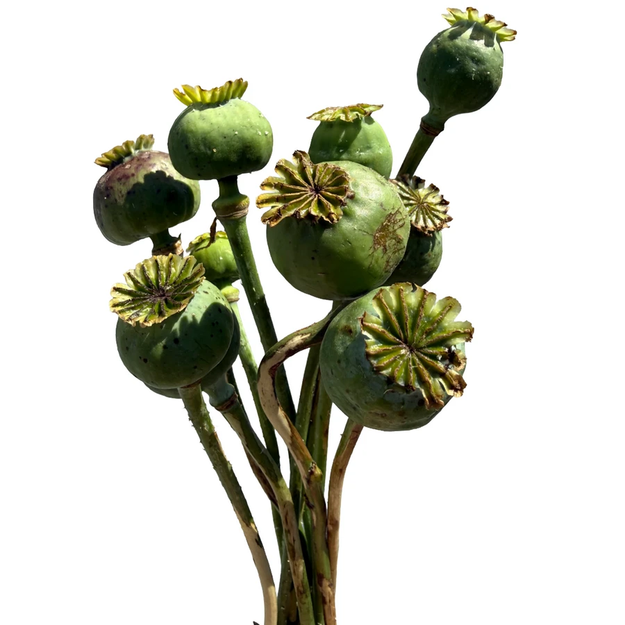 Poppy Pods flo farms